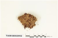 藏品(牛毛苔科)的圖片
